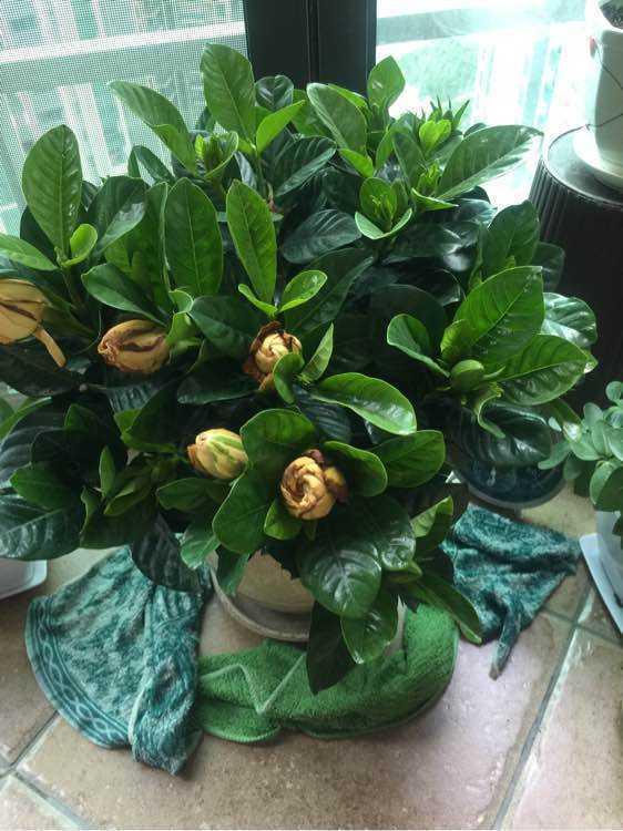 水培栀子花叶子发黑出油,怎样养好栀子花盆栽视频