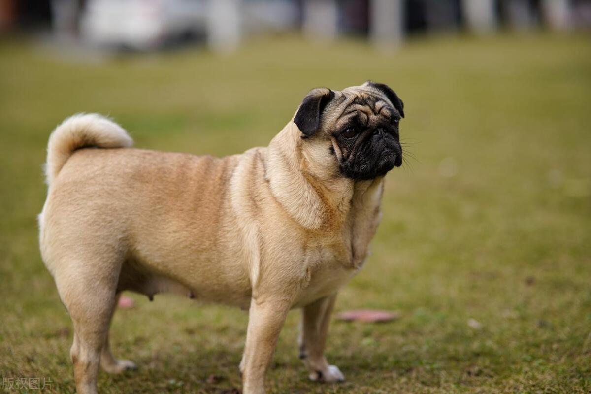 什么人适合养狗什么人不适合养狗,初次养狗的新手养什么狗比较好