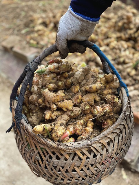 家备生姜,小病不慌,什么意思呢?一起来听听呗