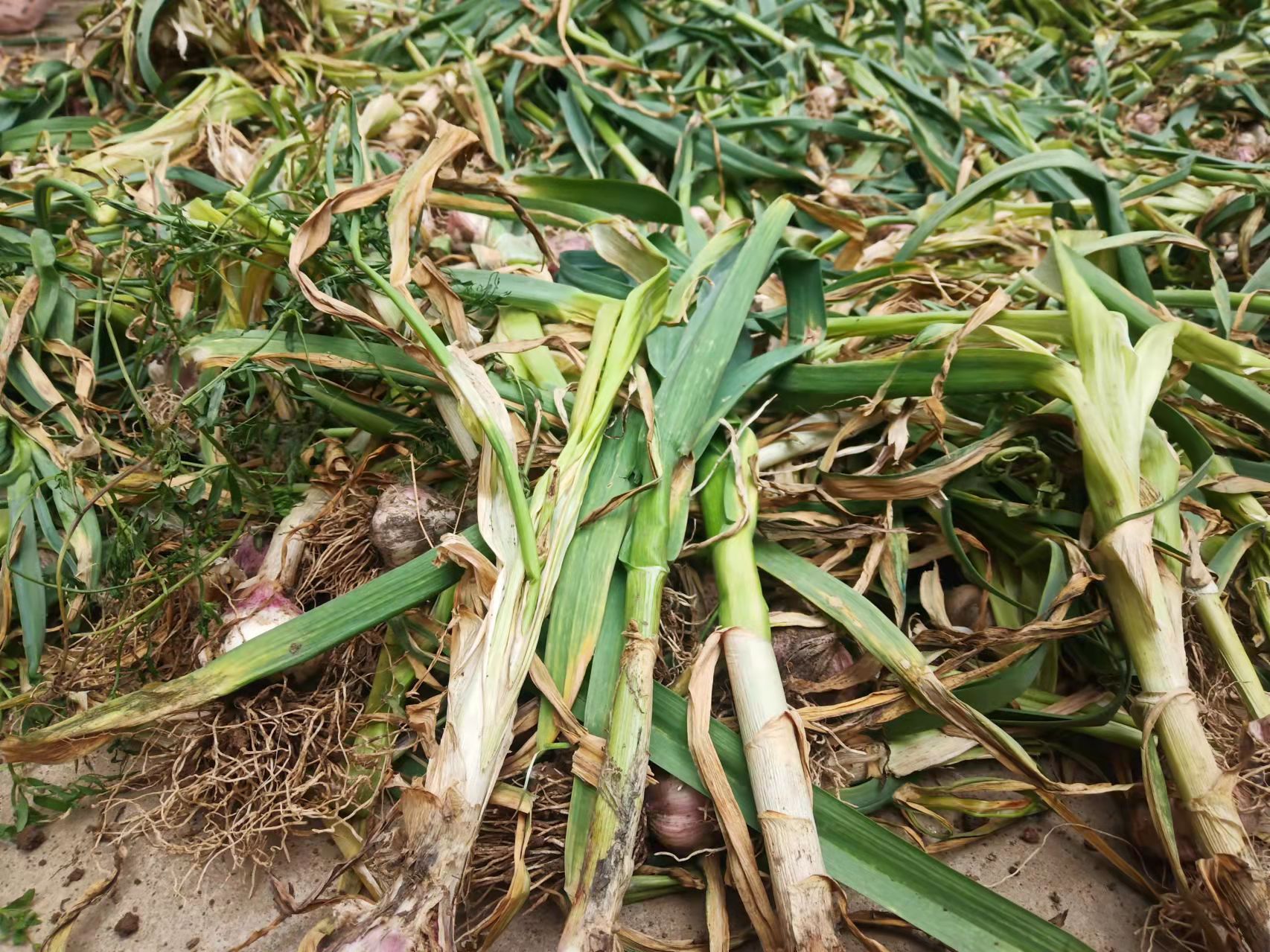 老蒜农说起蒜后等个两三天修剪,还可增产5%左右,有道理吗?