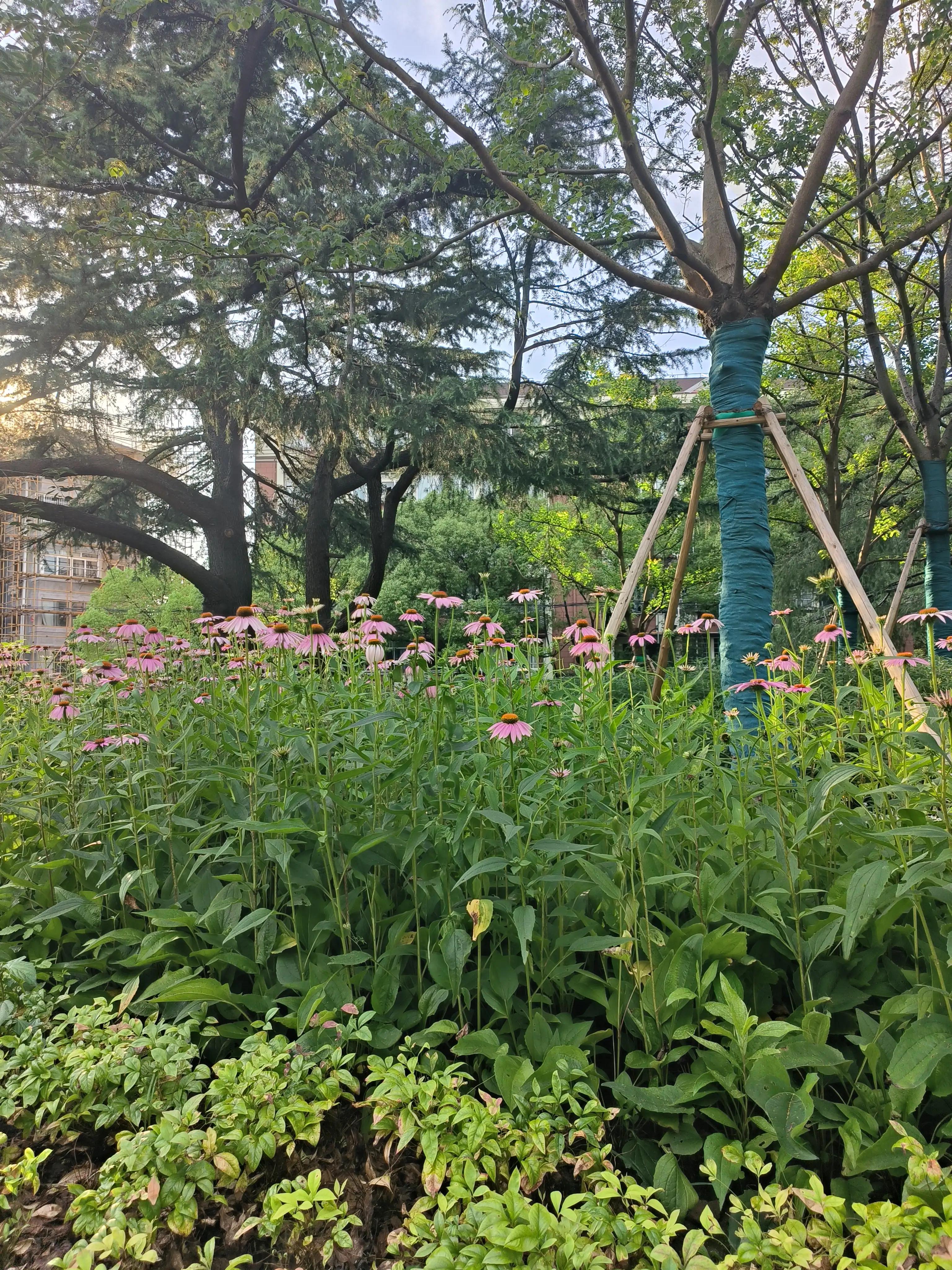 夏日花草别样美,美丽的花草合集