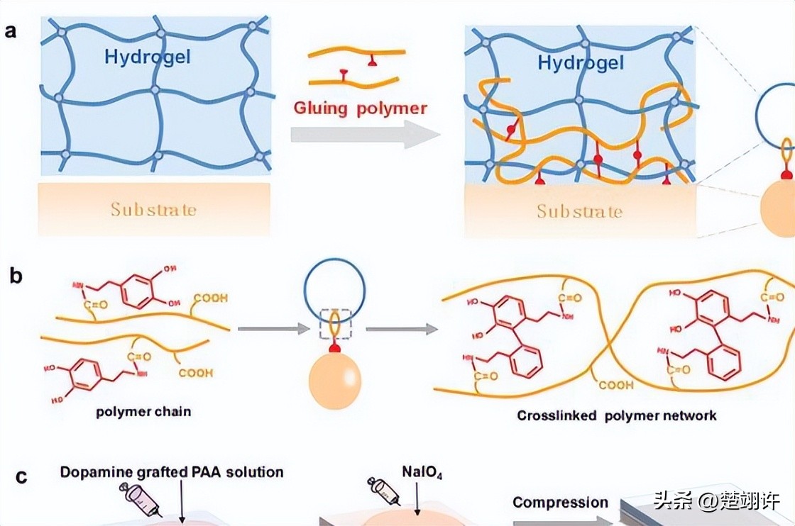 bsa水凝胶,bba胶水