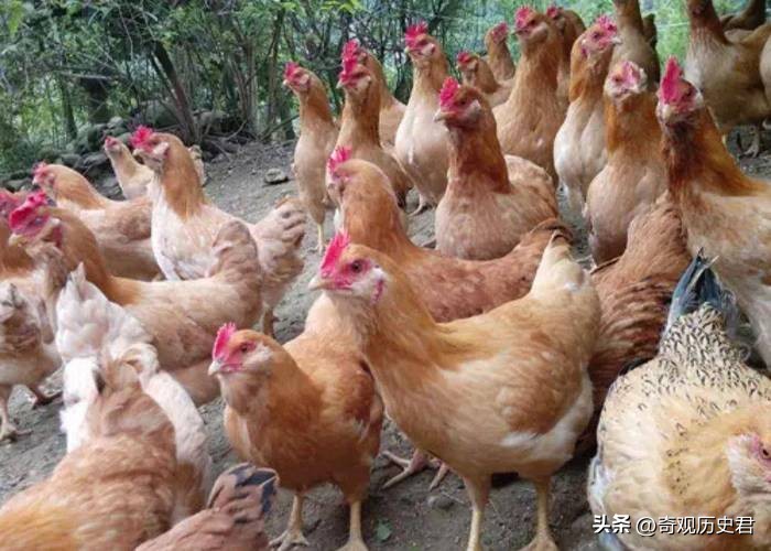 动物和人类行为的研究,有关动物行为的研究