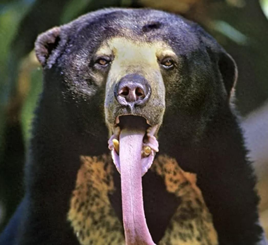 黑熊一巴掌威力测试,黑熊一巴掌力量有多大