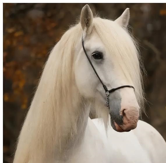 雪夜户外露营,雪夜歌曲