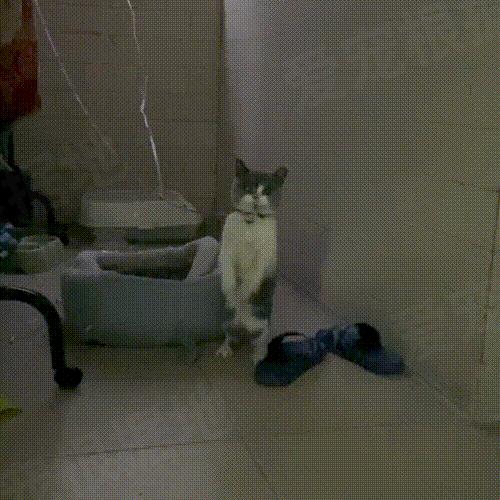 被主人拴着的猫,被邻居拴在楼道的小猫咪