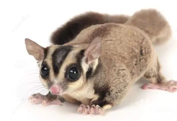 蜜袋鼯优缺点,蜜袋鼯母的发情有什么缺点