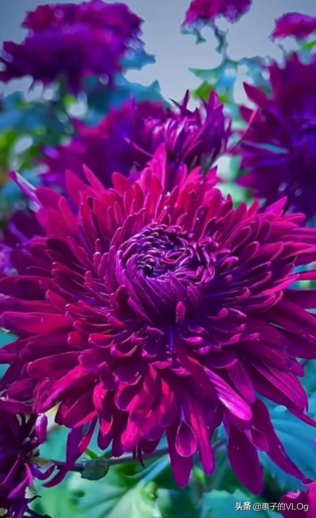 每朵花儿都有它盛开的意义,每一朵花开都有它的意义