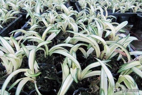 达摩墨兰多少钱一盆,一盆兰花卖了600元