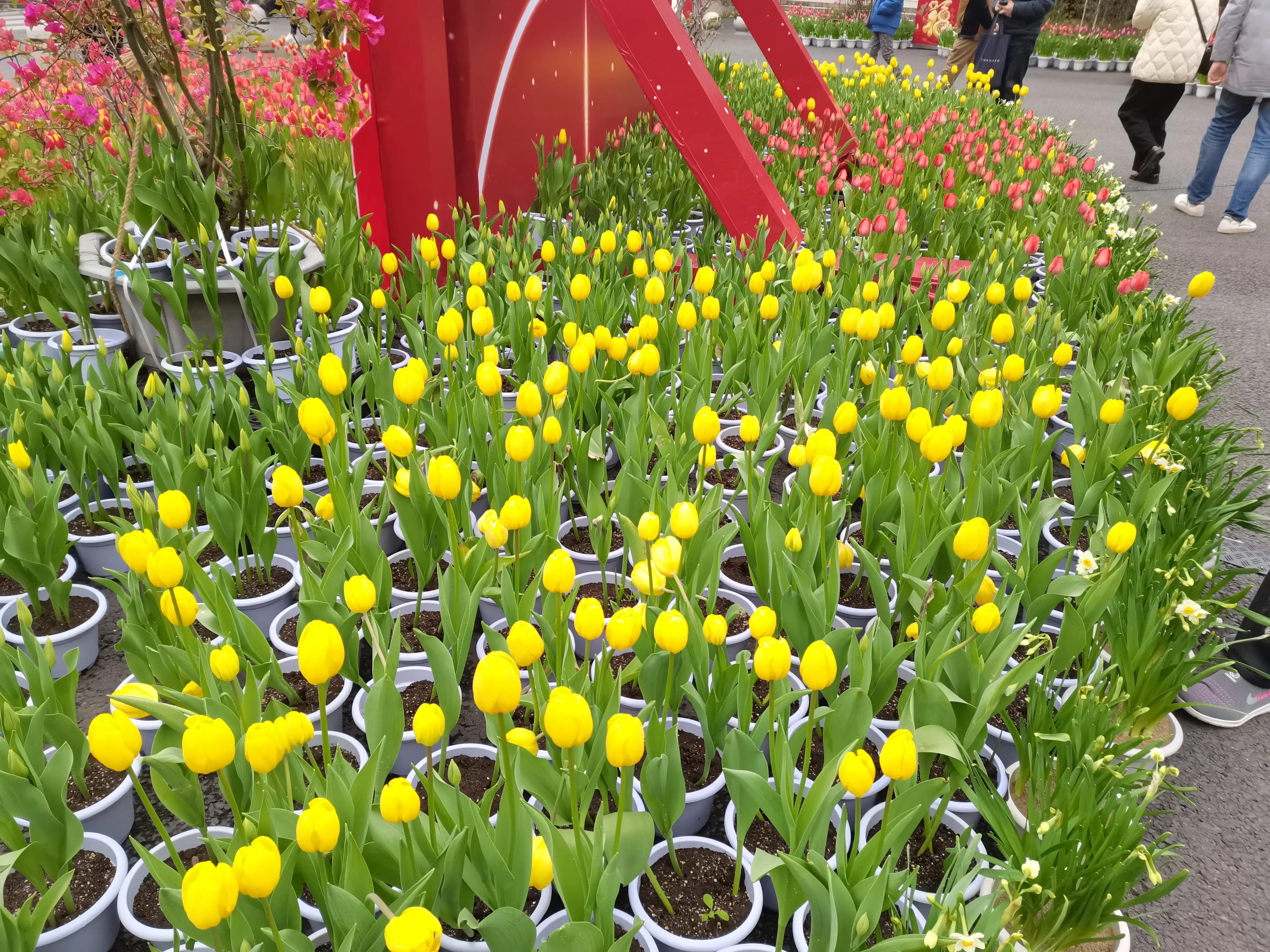 福州郁金香温泉公园,福州花海公园郁金香