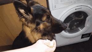 捷克狼犬pk警犬,捷克狼犬vs高加索犬谁强