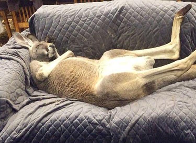 袋鼠真的聪明又温顺？若是这样，为什么澳大利亚还禁止私自饲养？