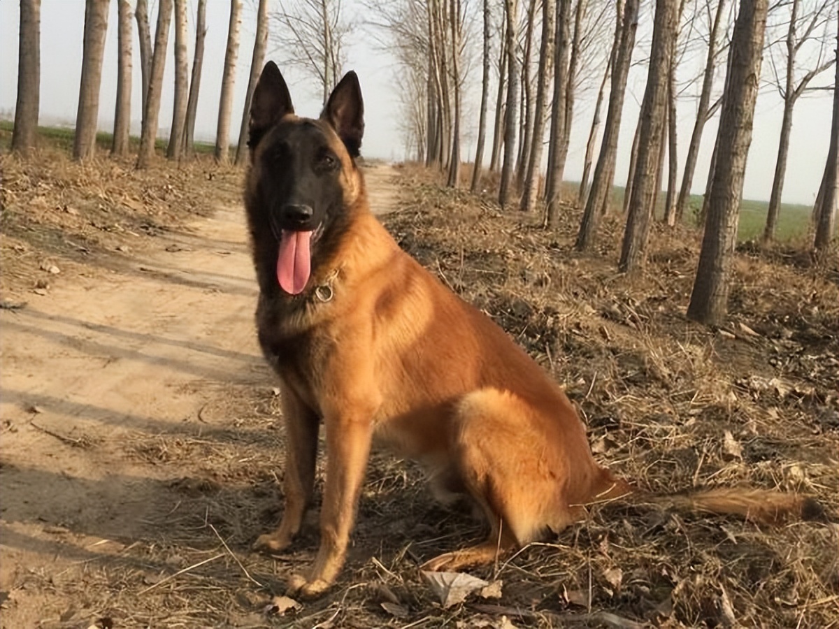 这五种狗忠诚护主可惜被禁养了,这7种狗超护主养一只安全感满满