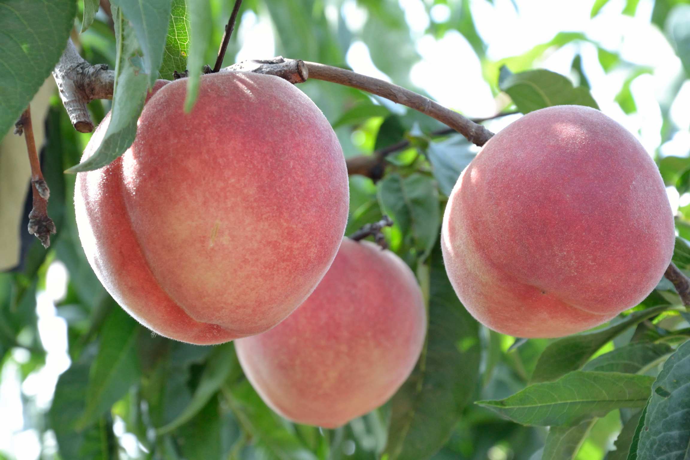 甘肃的什么地方的水果最好吃,甘肃的特色水果是什么