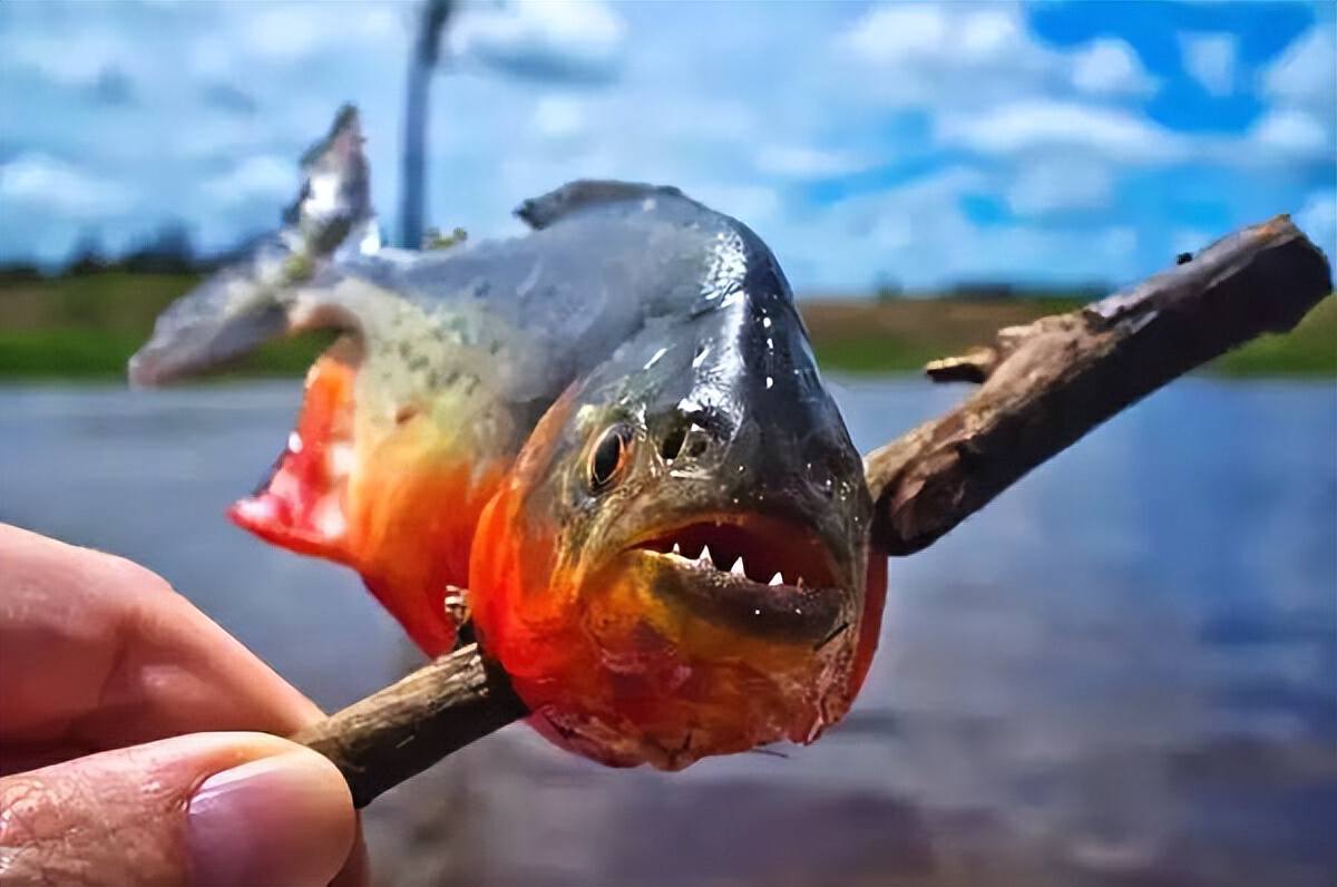 为什么人们不敢在亚马逊河游泳,亚马逊河究竟有多可怕为何没有桥