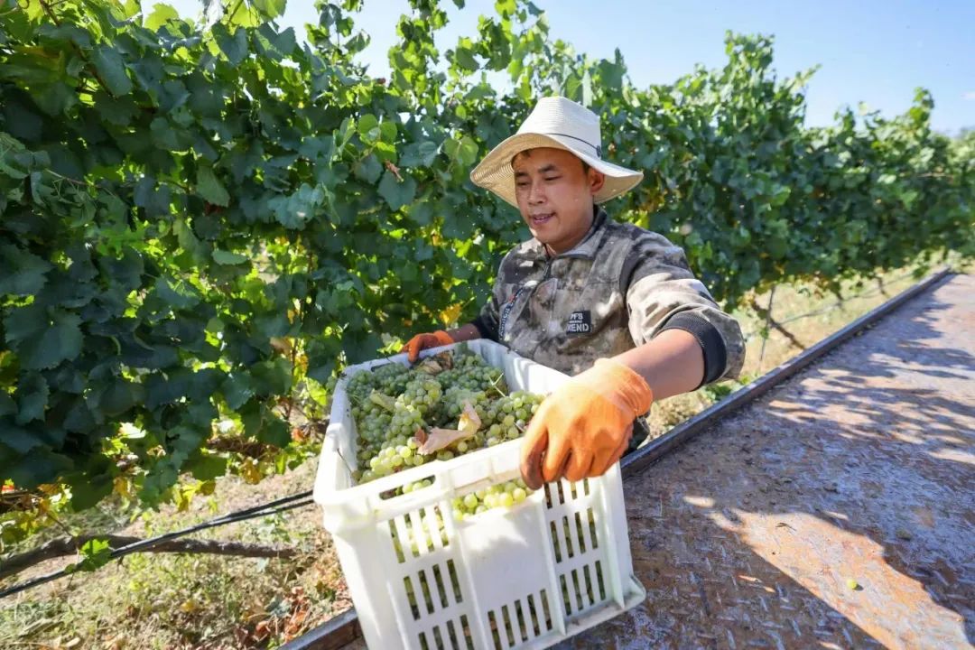 大西北旅游古老的文化底蕴,古老的信天游