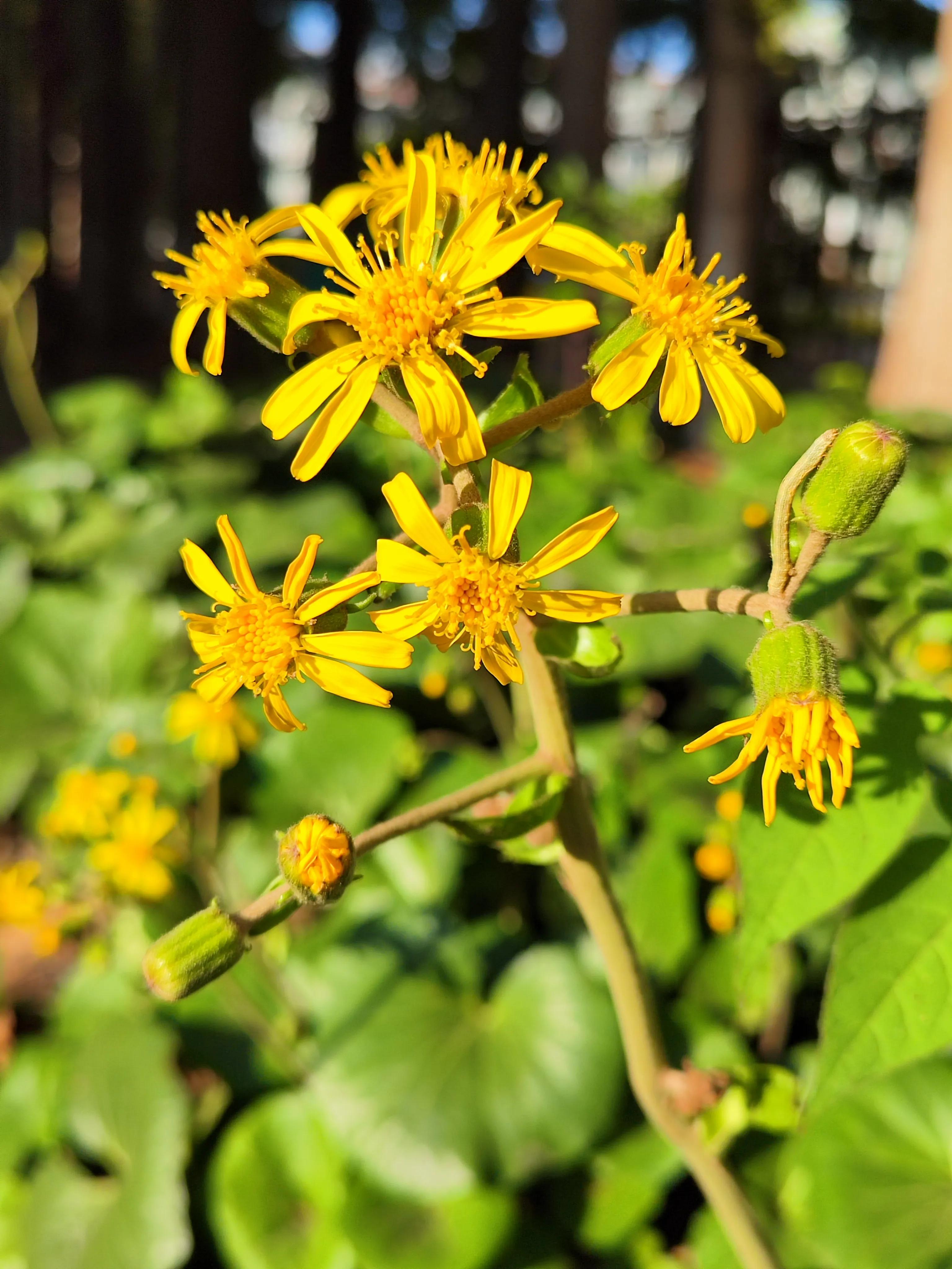 大吴风草和吴风草区别,一日一草书作品