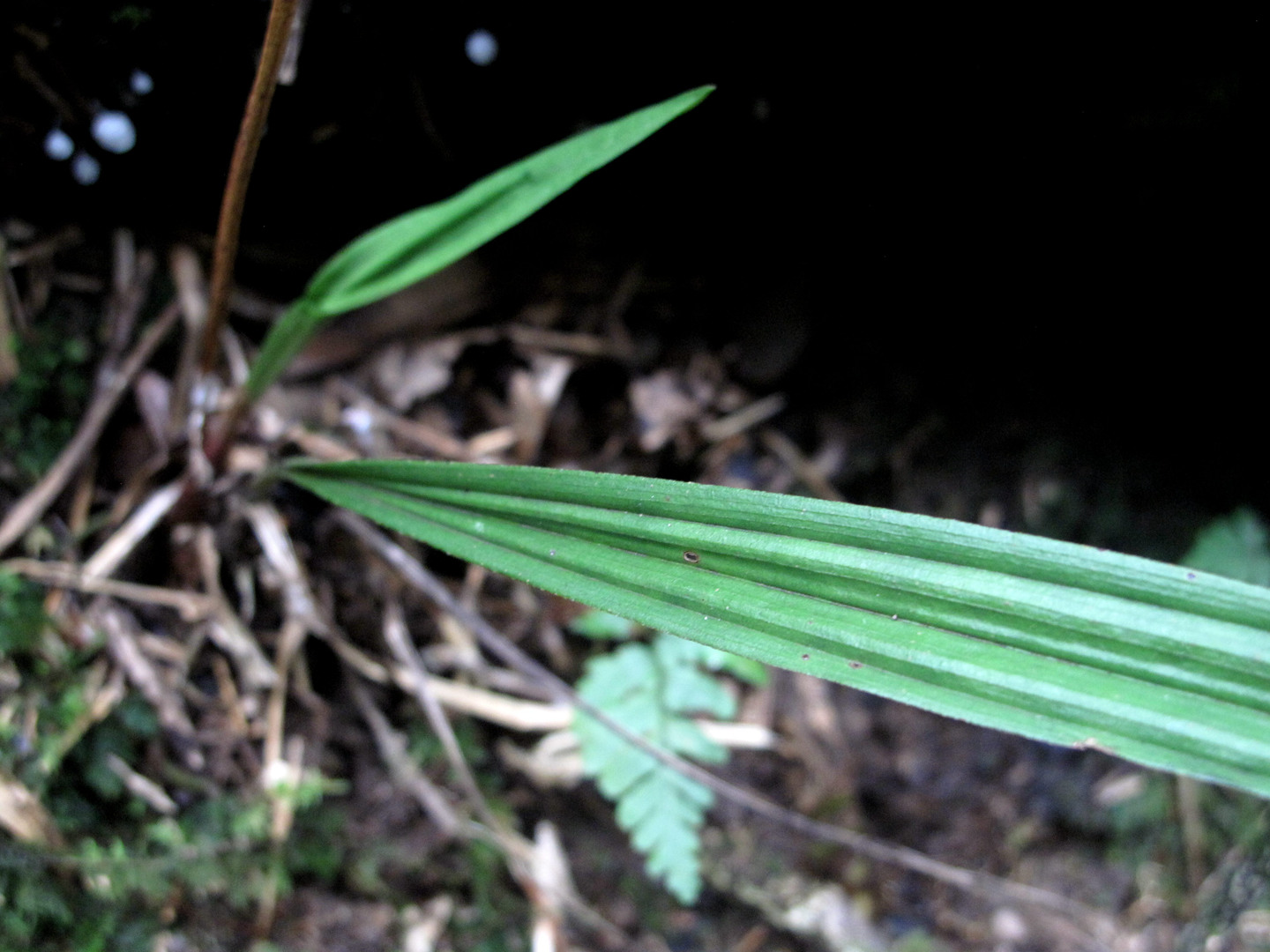 海曙龙观乡深山中首次发现珍稀兰科植物——浙江金线兰