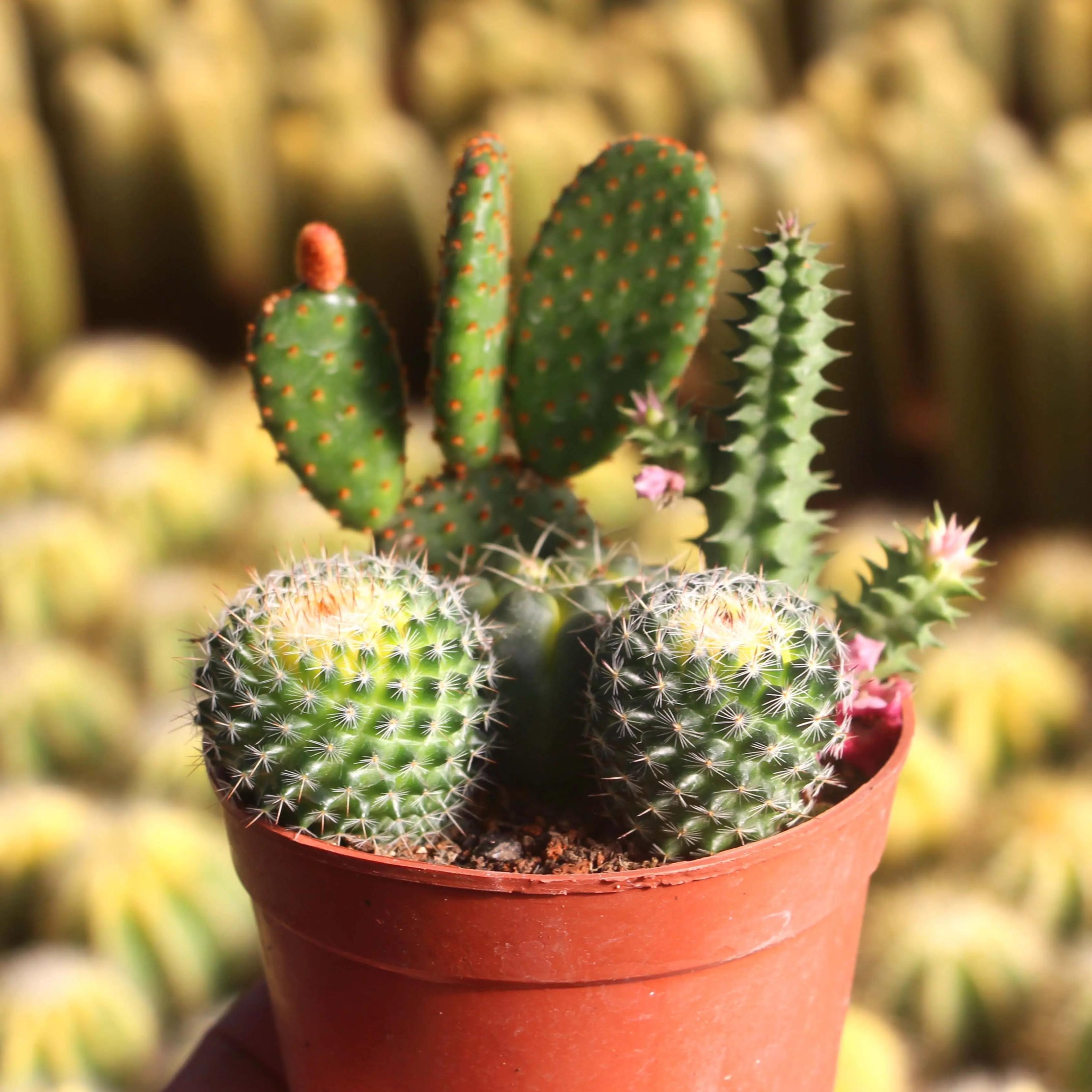 新房装修适合摆放的花,装修完室内放什么花净化空气