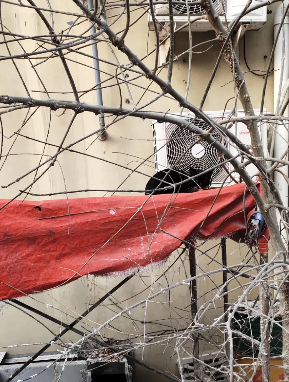 流浪猫度过严寒,流浪猫狗最难熬的日子