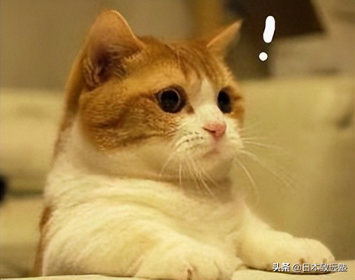 日本读研国内直考的方法,日本读研考试