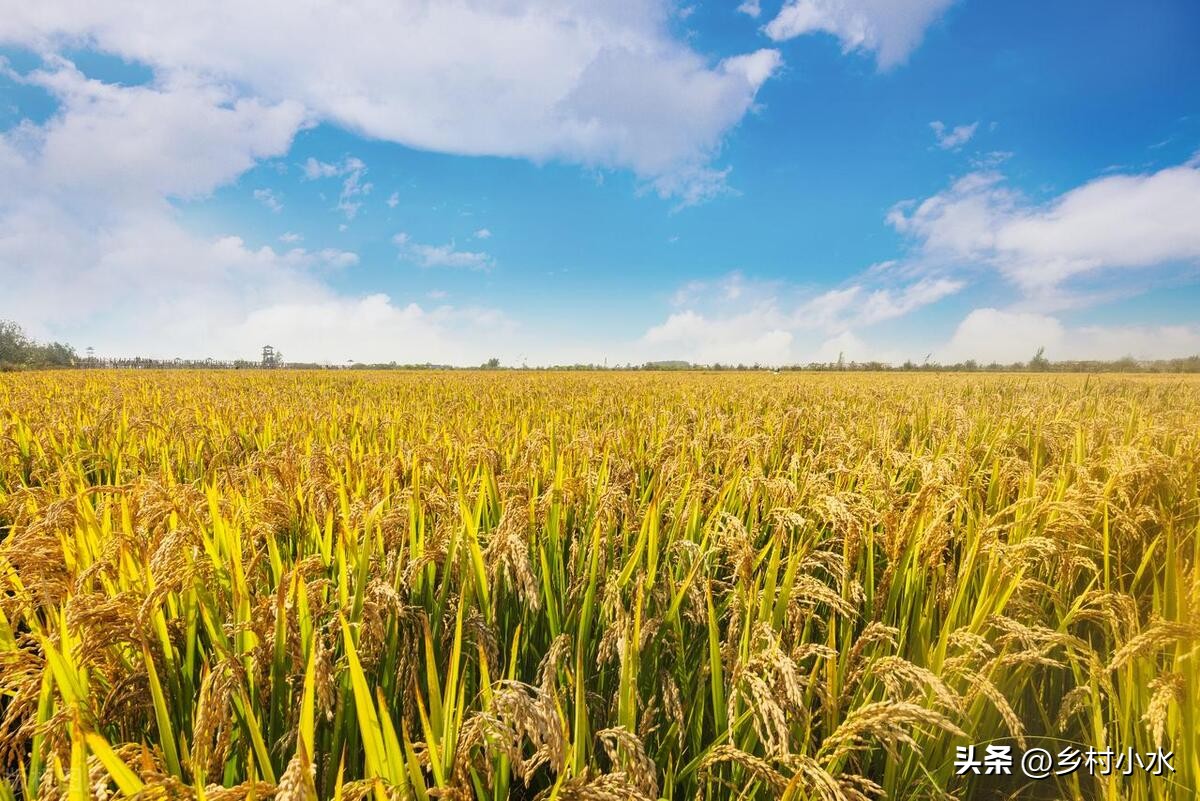 八月初一下雨意味什么,一月初八下雨有什么预兆吗