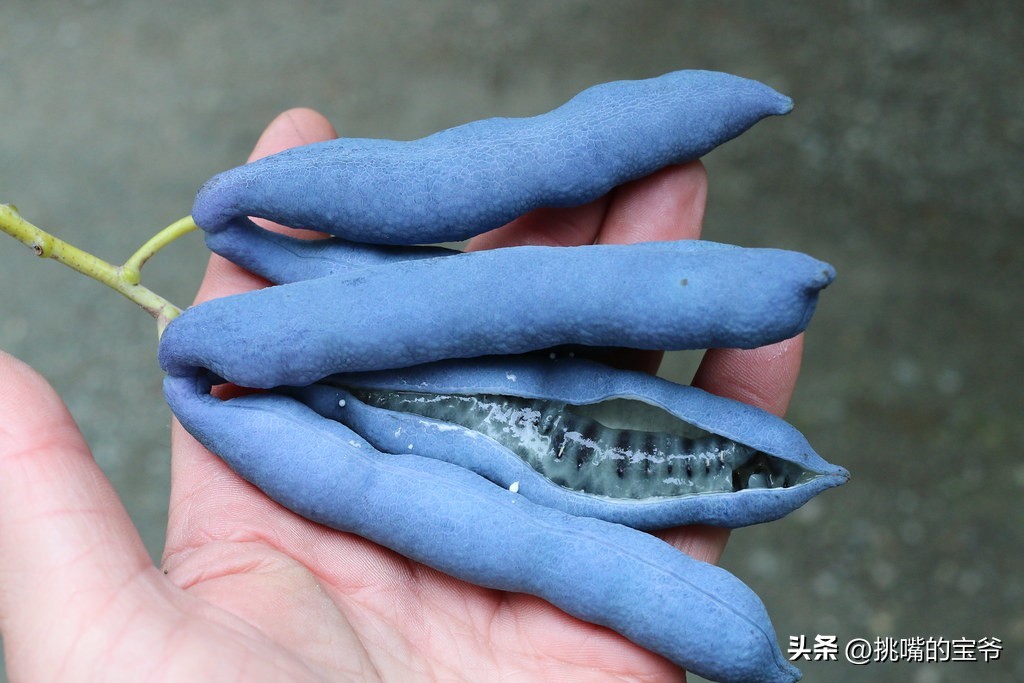 这种蓝色水果被称猫儿屎，国外人叫蓝色香肠果，原产于我国云贵川