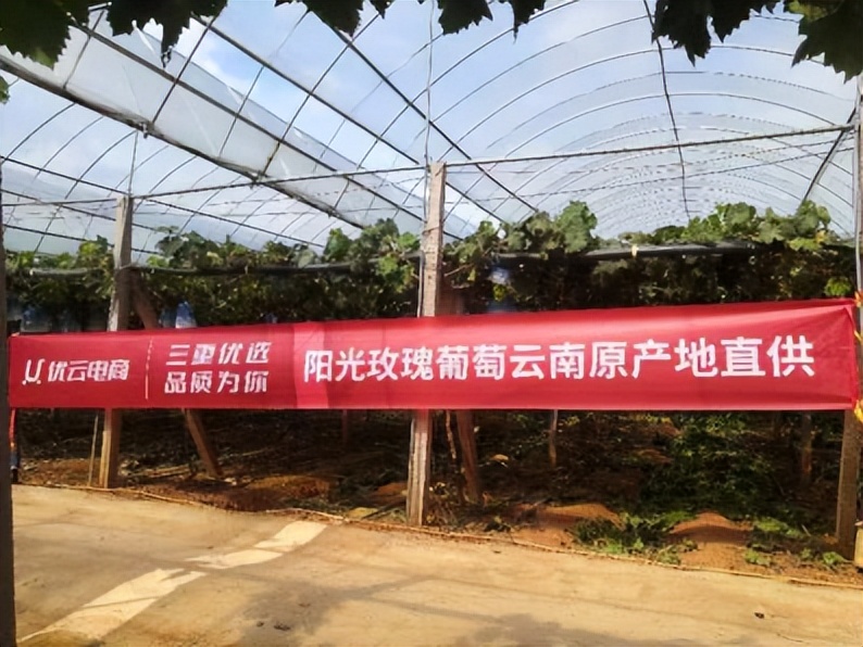 水果界“绿宝石”上线优云电商！从原产地新鲜采摘的阳光玫瑰葡萄