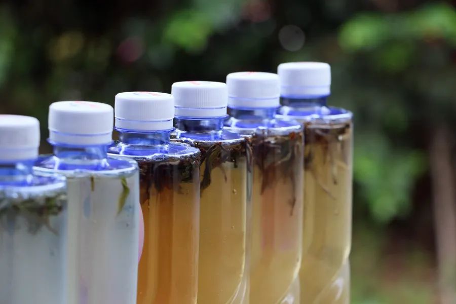 碧螺春泡的茶红色,碧螺春和鸭屎香