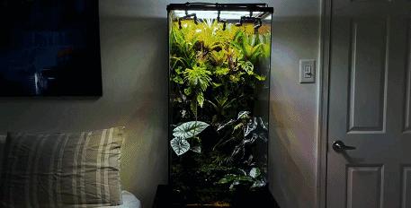 在卧室造一片弱肉强食的危险雨林，会打雷还真的会下雨