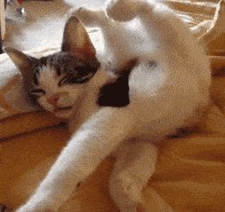 猫会梦到什么呢,猫睡觉都在梦什么