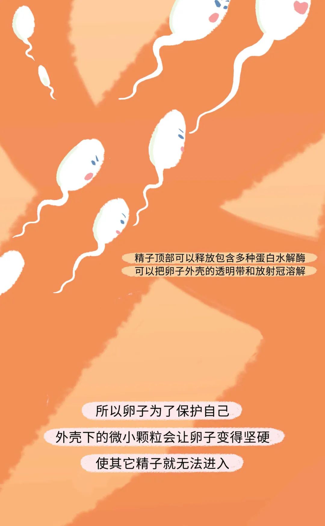 女人如何怀孕是女孩,女人怀孕整个过程