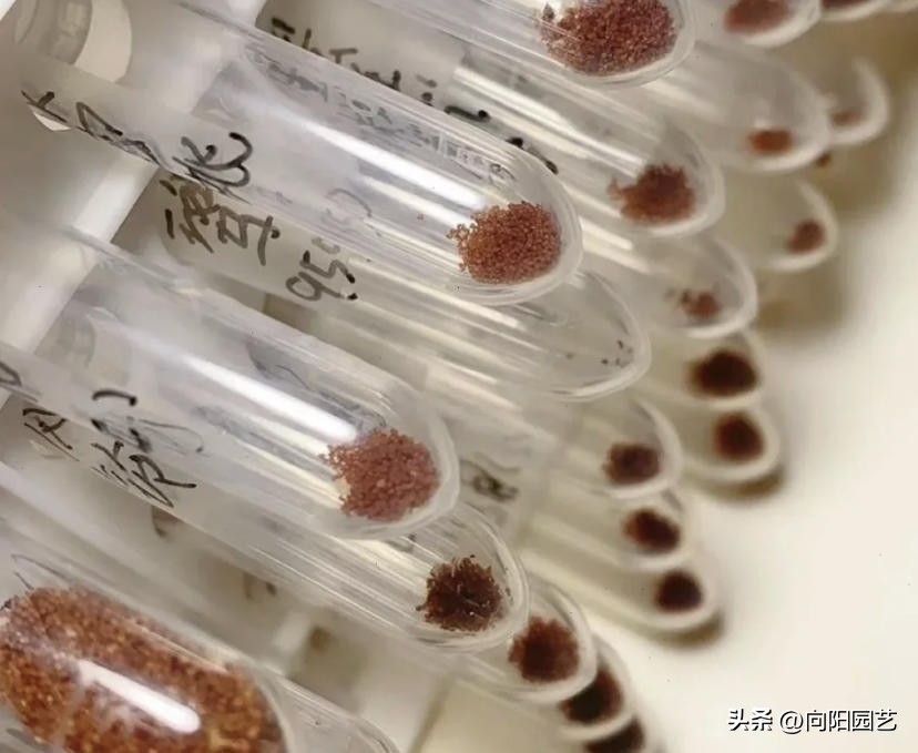 多肉种子什么季节播种合适,多肉种子播种