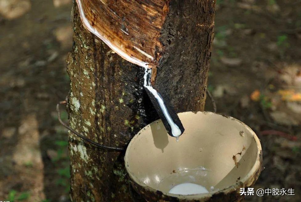 天然乳胶枕选什么样的好,天然乳胶枕质量怎样