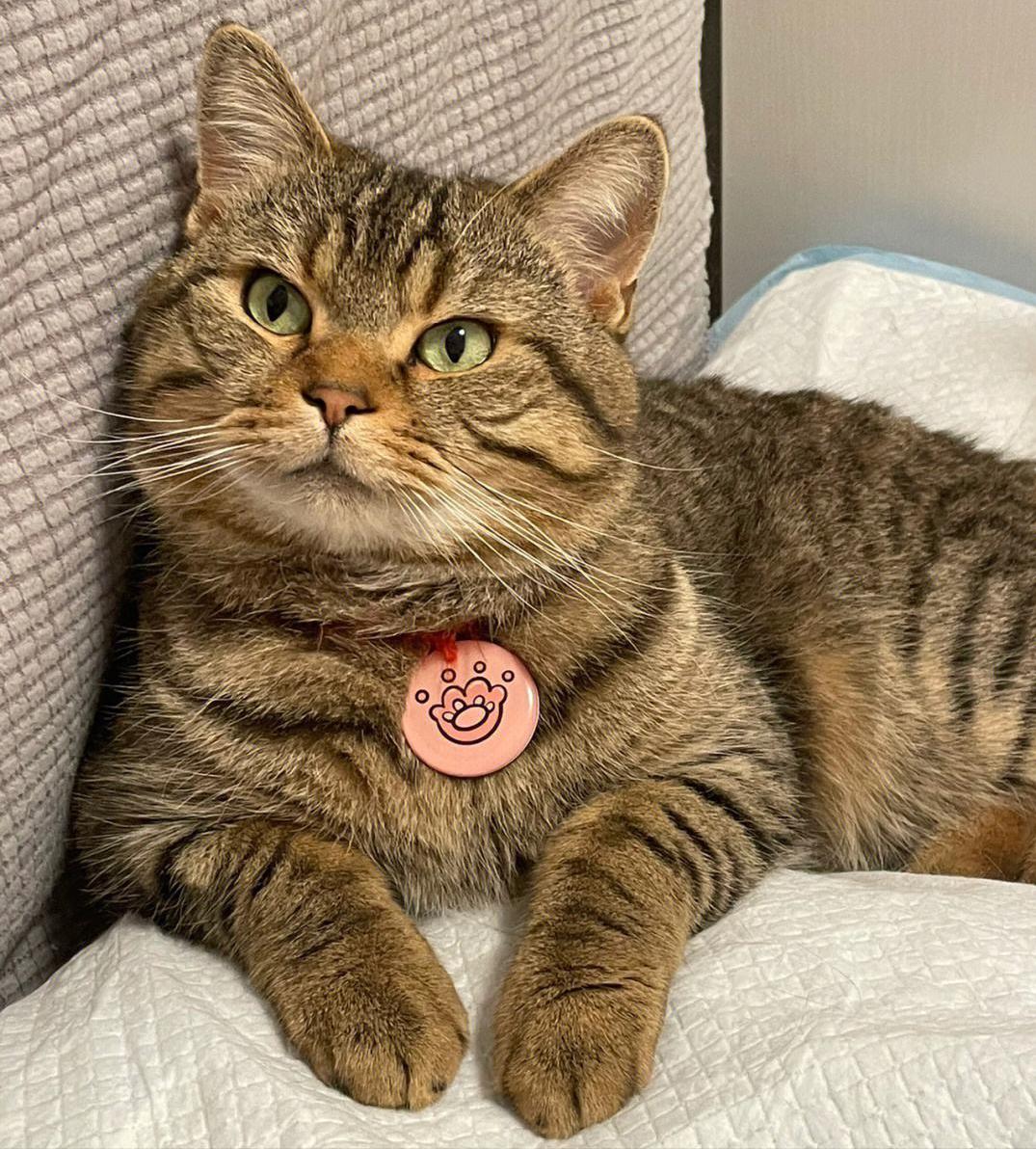 中国狸花猫在国外为什么很贵,为什么狸花猫最便宜