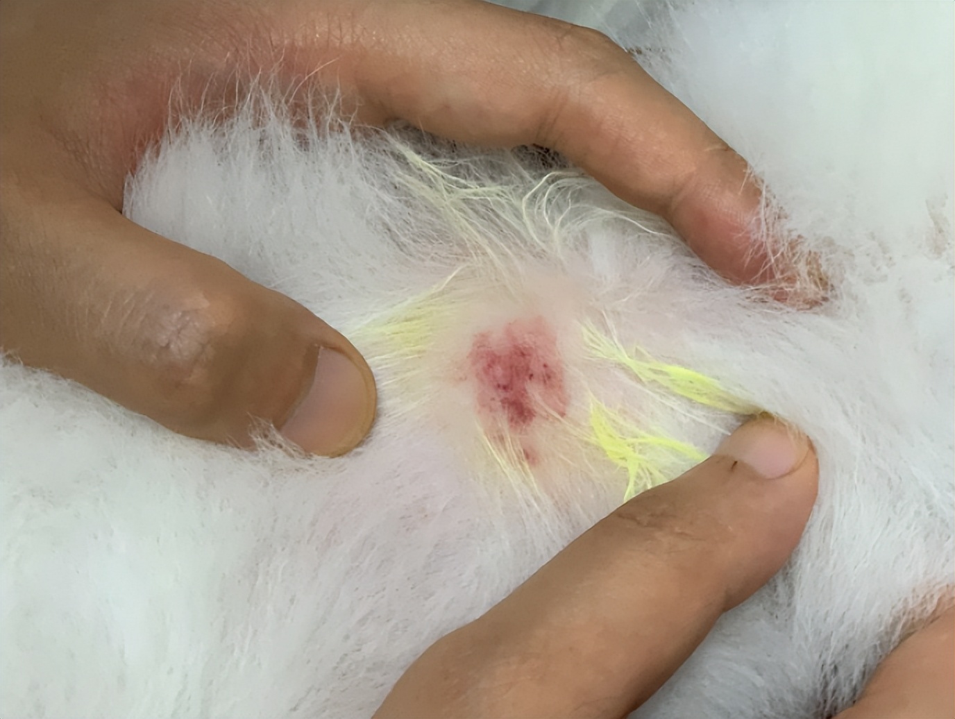 狗狗背长红点脱毛怎么办,狗狗身上起红点掉毛发痒怎么办