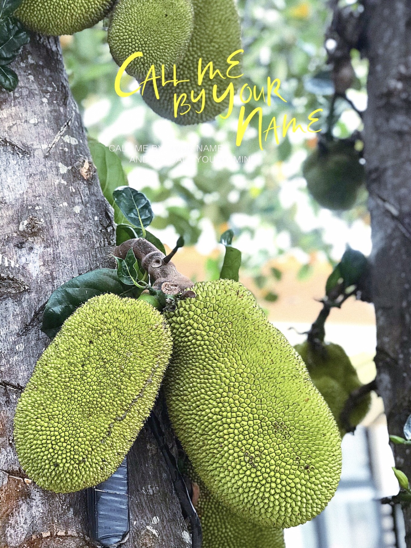 四天三晚北海涠洲岛旅游攻略,北海攻略涠洲岛攻略