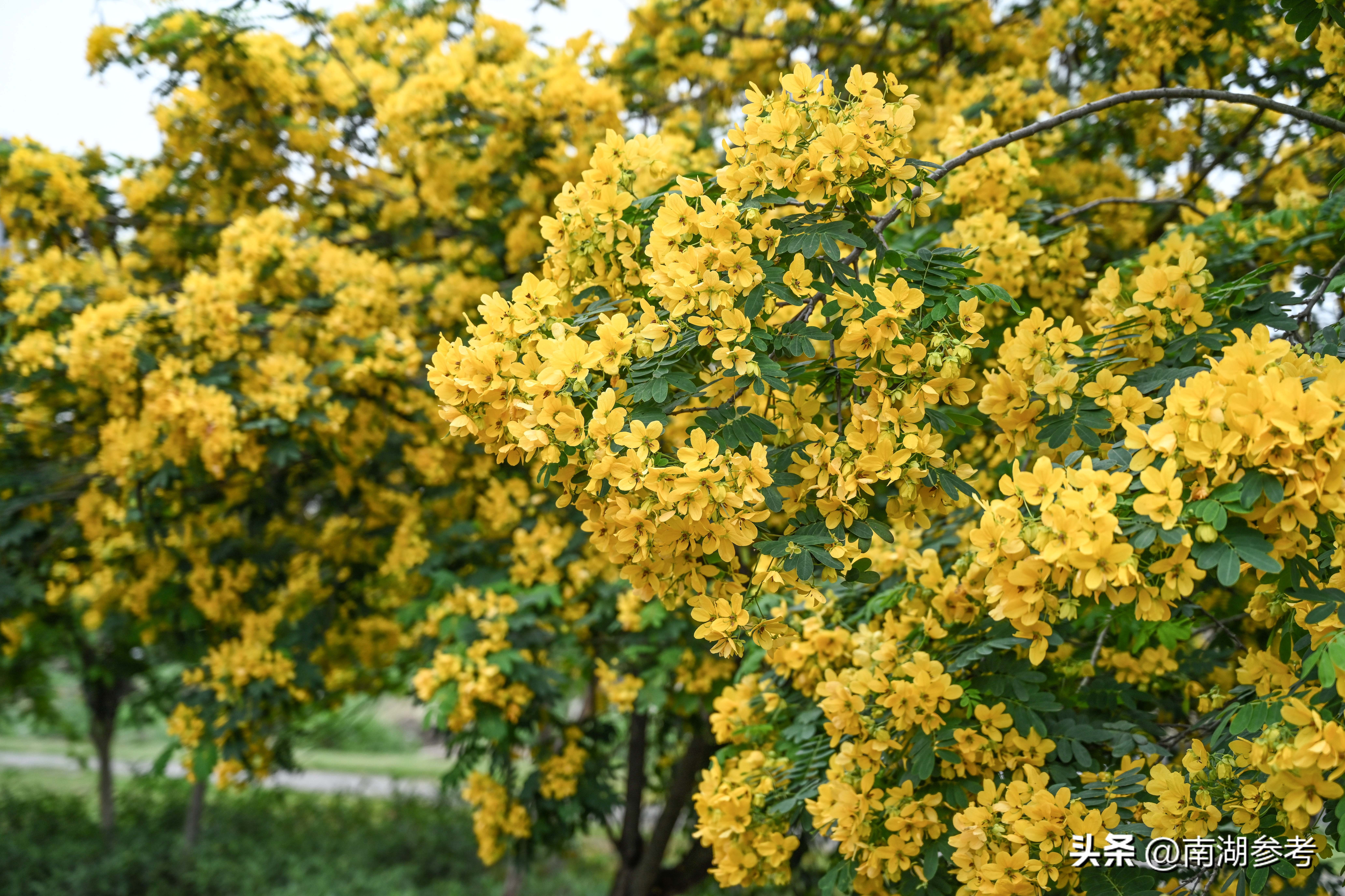 满目鲜花灿烂才是春天该有的样子,满目黄花遍地金
