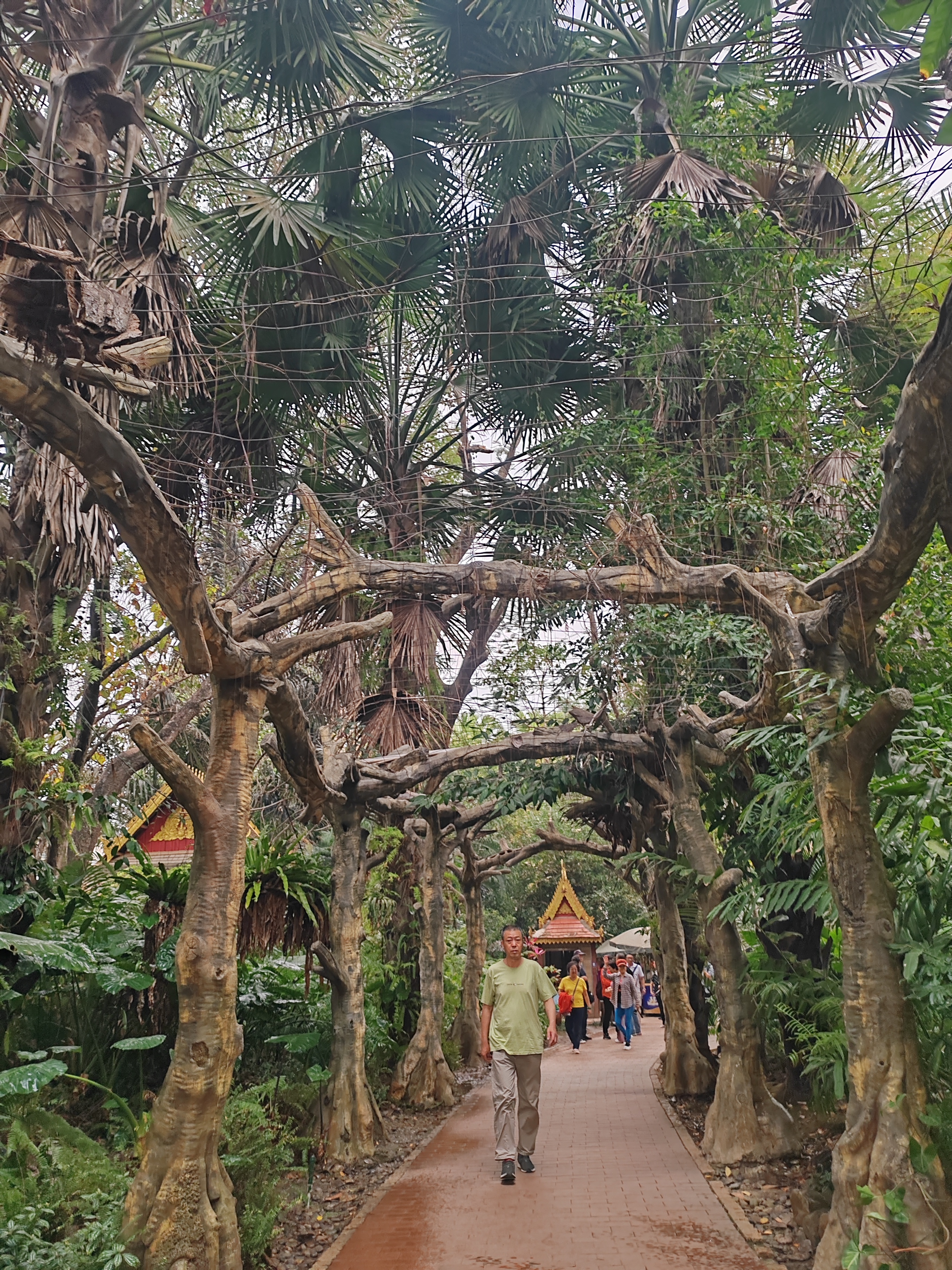 西双版纳曼听园攻略,云南西双版纳打卡曼听公园