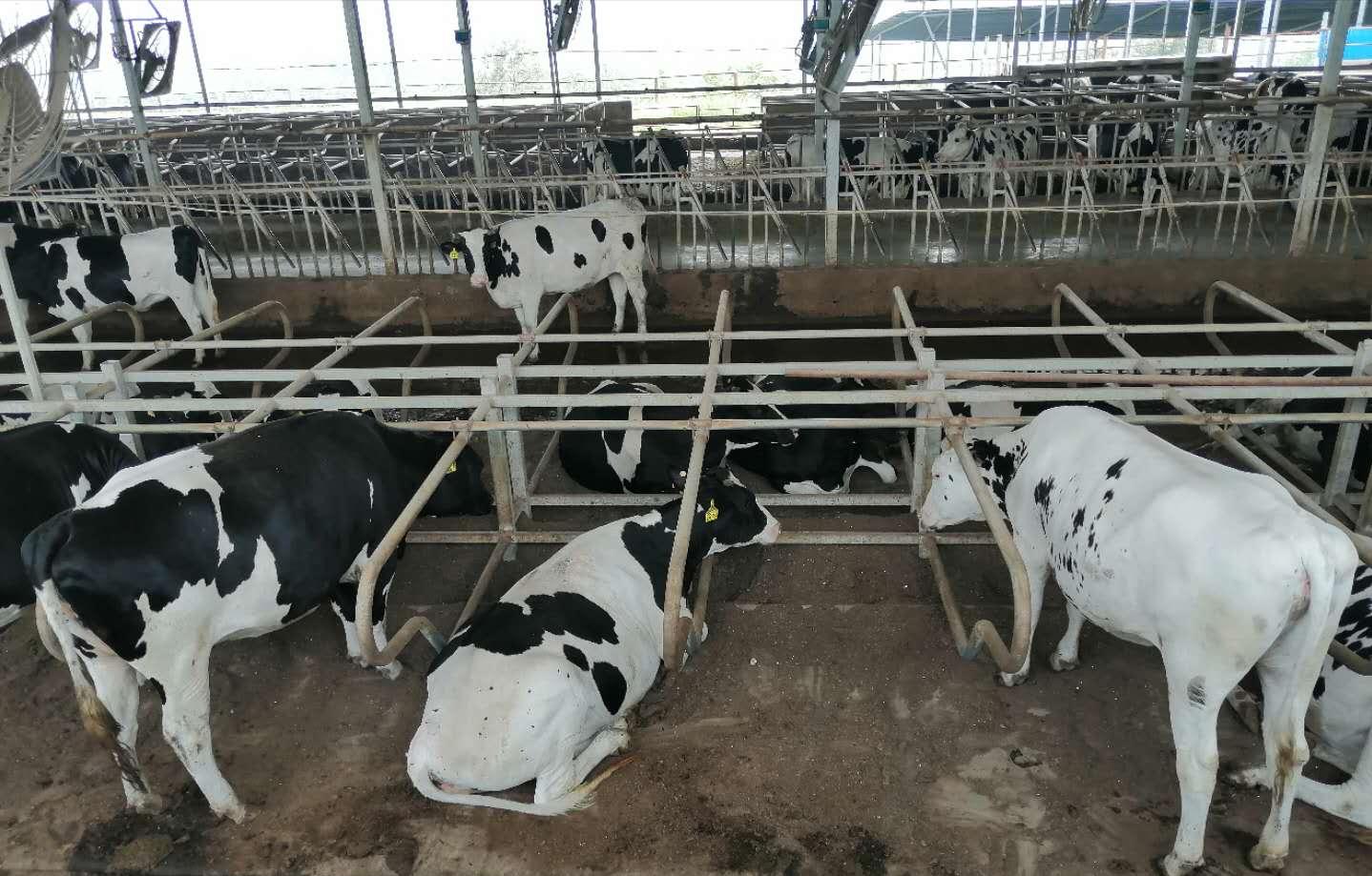 奶牛养殖场建设的标准是,奶牛养殖小区管理