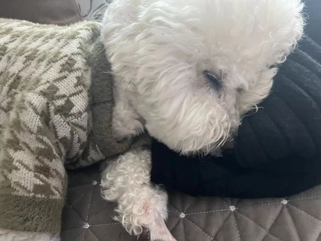 毛毛宠城堡新宠：吉米｜一只小狗的幸运之神，是妈妈呀