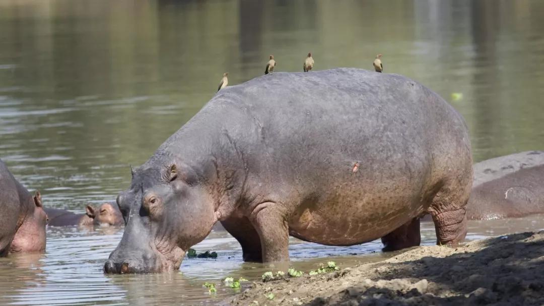 科普|只有河马能做到的事