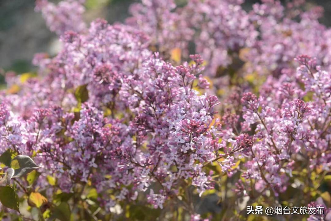 烟台2018年赏花攻略全集,春天烟台赏花地点推荐芝罘区