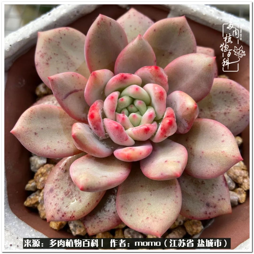 露养一个月的多肉图片,露养多肉春天外面过夜么