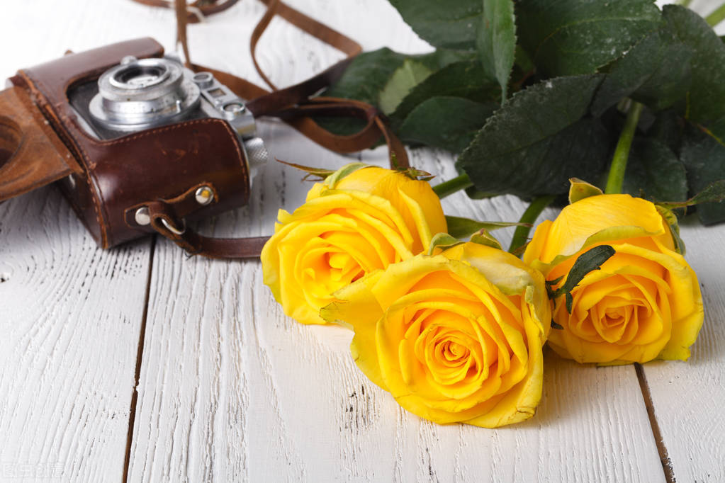 七夕情人节送玫瑰花的小常识,七夕情人节红玫瑰花束花语