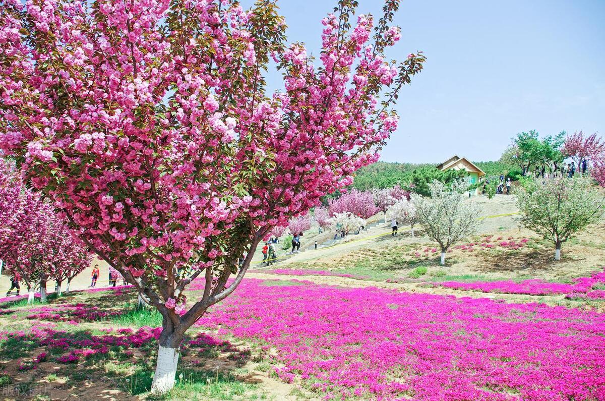 2022年七月大连旅游人数创纪录,大连旅游现状