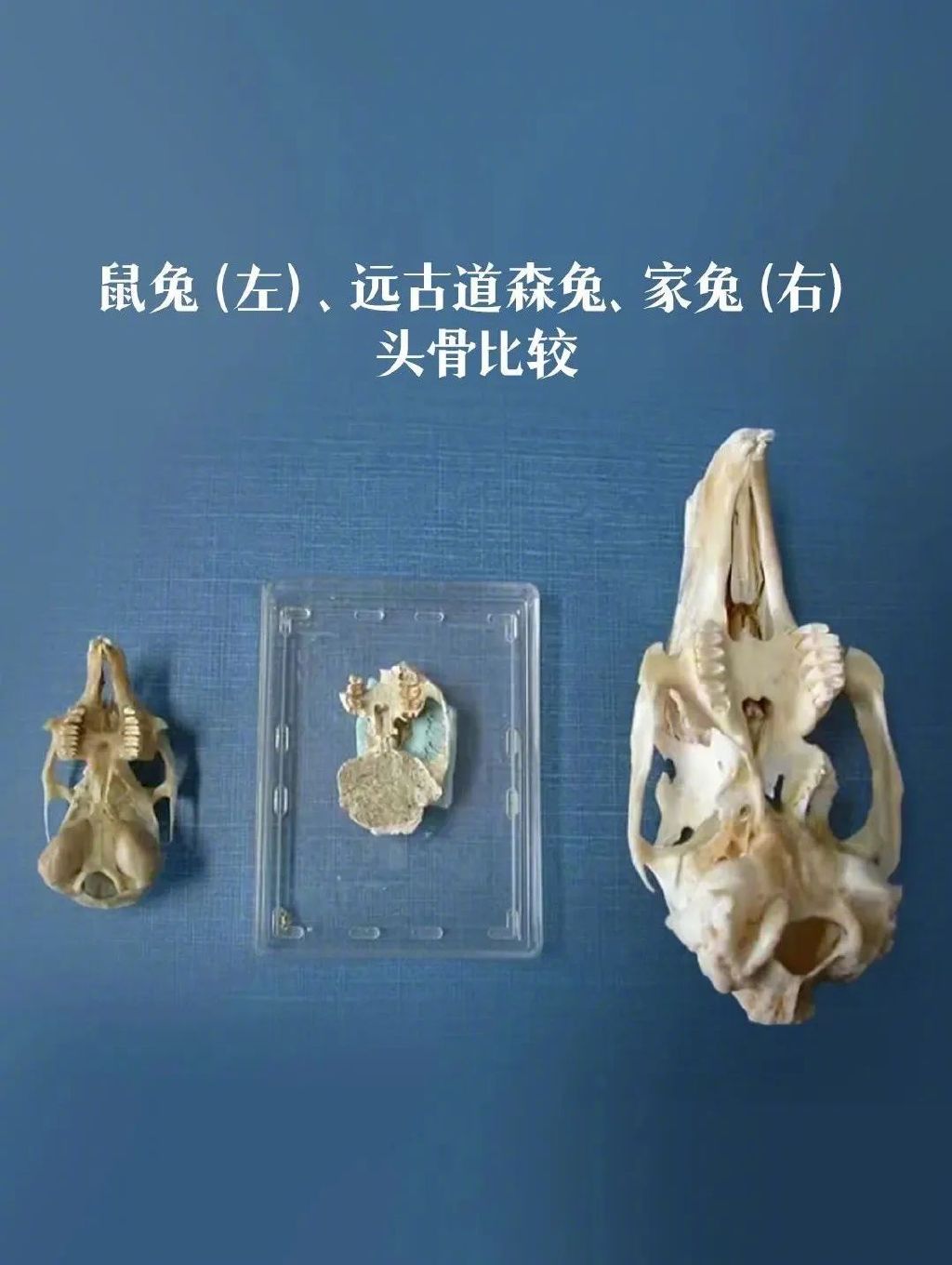 原来，你是这样的兔兔！｜网络中国节·春节