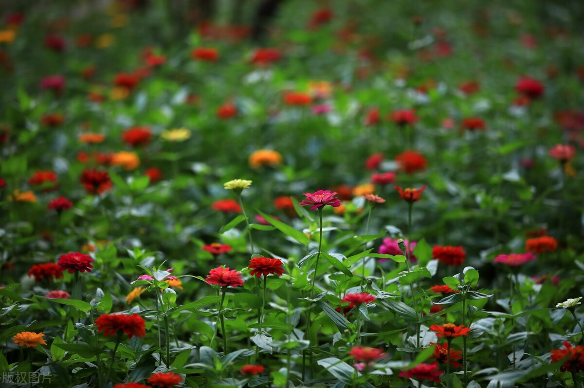 发票四流一致,什么是企业发票四流一致