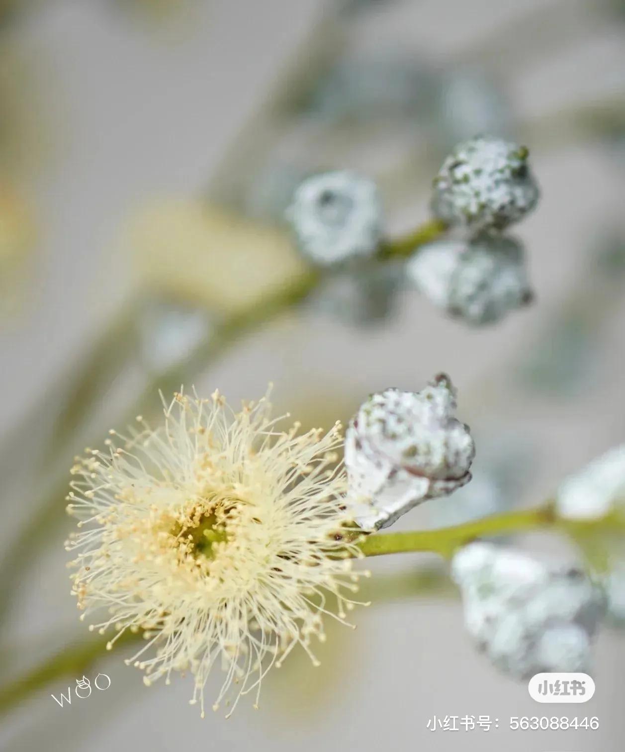 小众的花材,小众又高级的花材