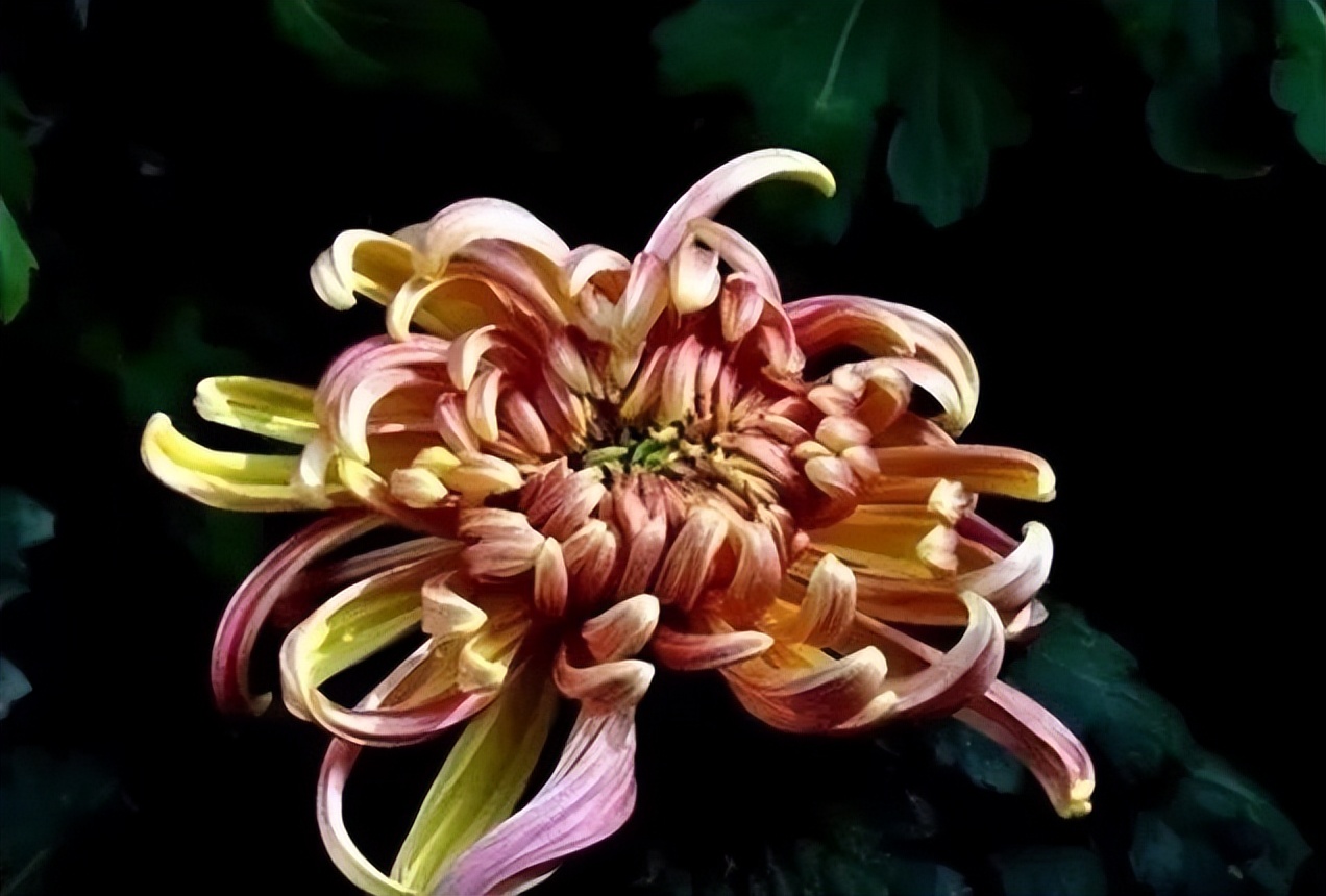 秋花诗词50首,金秋秋菊50种名菊